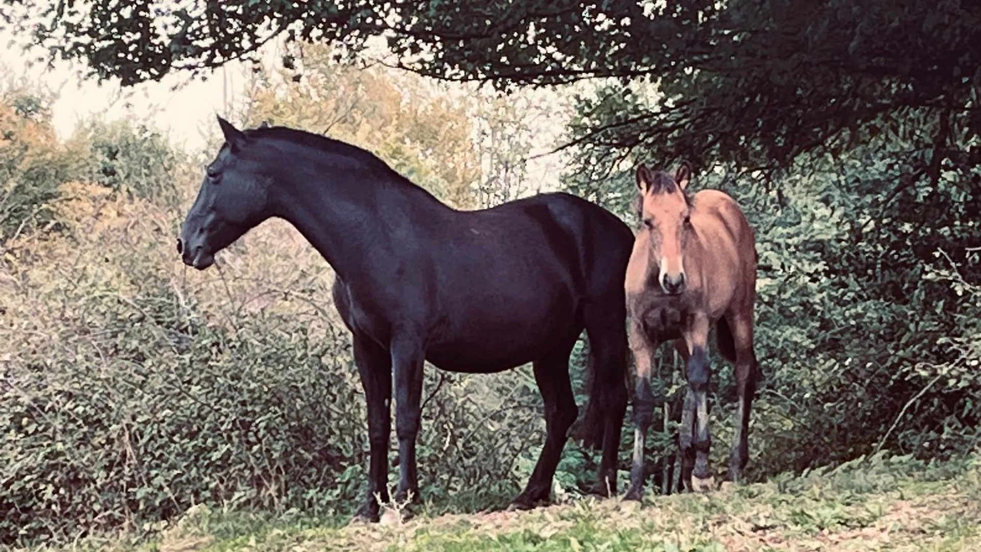 Gite Du Haras Du Suet Savas-Mepin Frankrijk